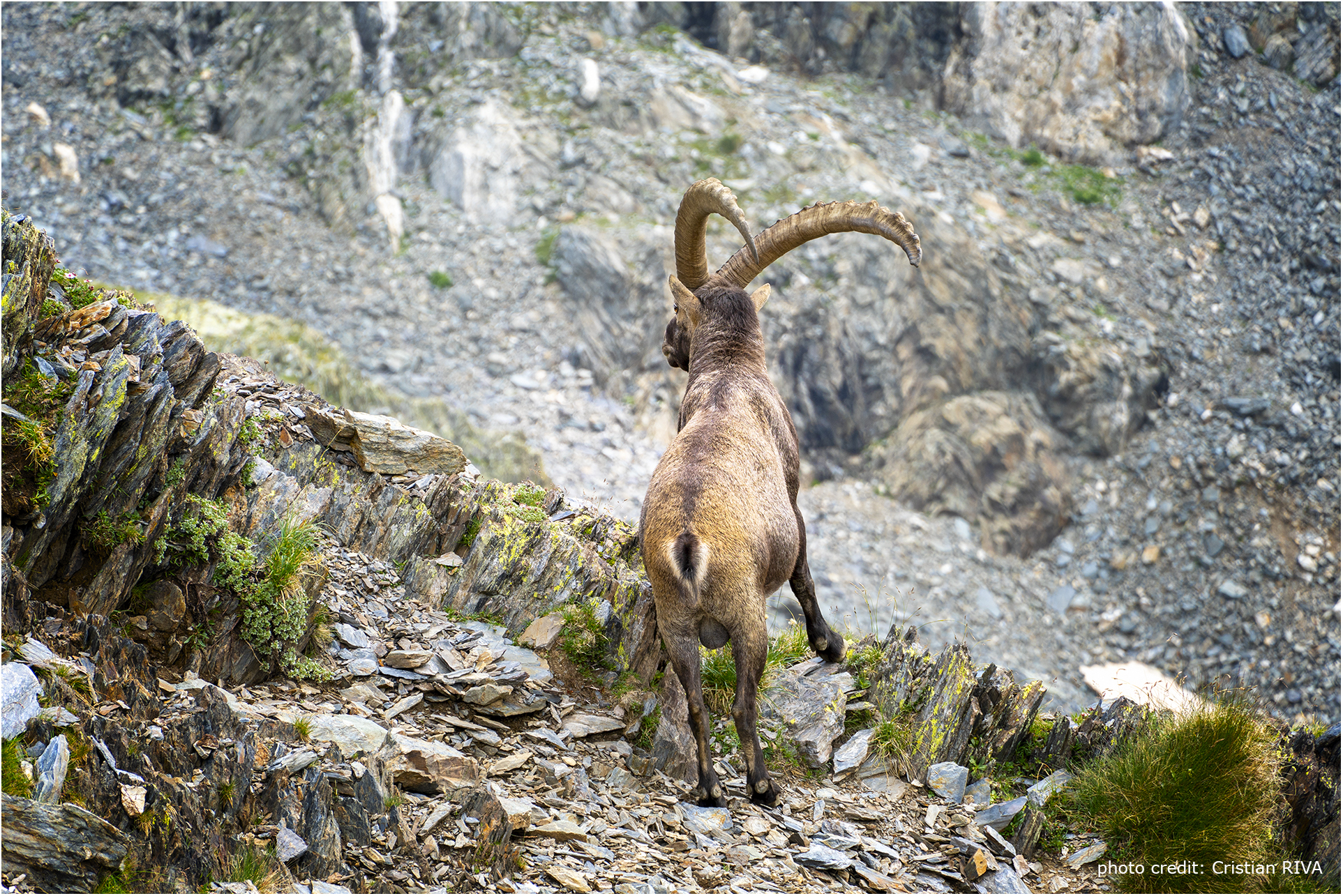 Stambecco sul sentiero del Pizzo Cantolongo