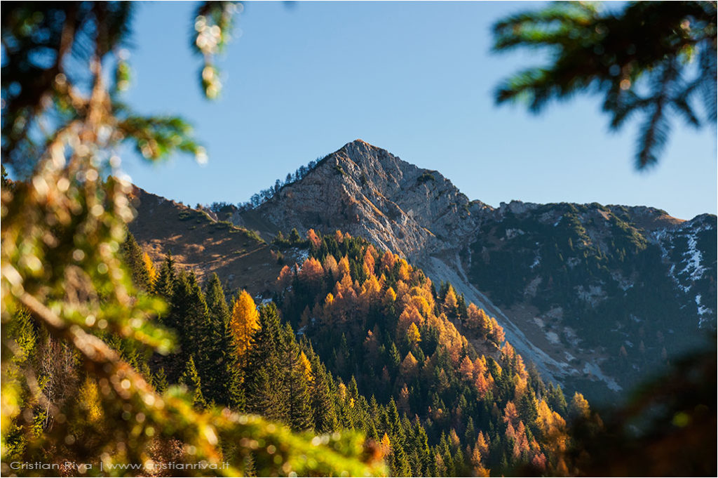 Tra i larici di Monte Colle