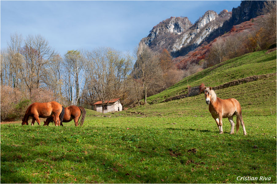 Anello della Valle Asinina - Cavalli in libertà