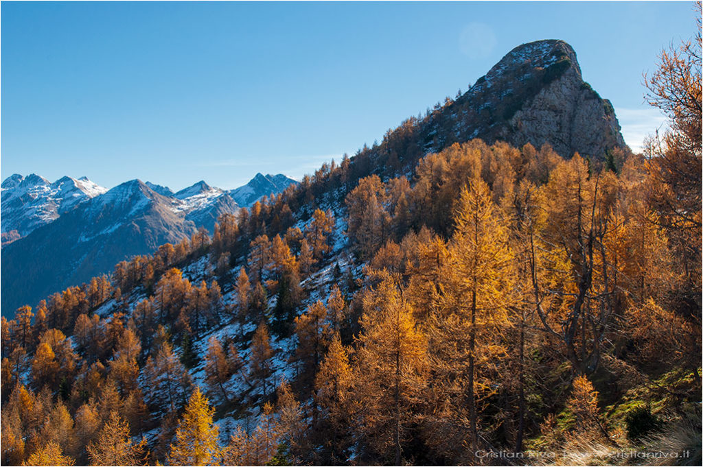Tra i larici di Monte Colle