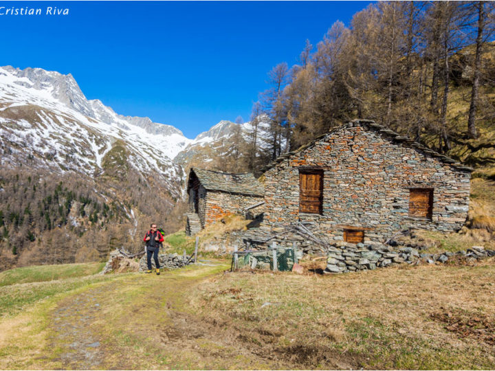 Anello Alpe Oro