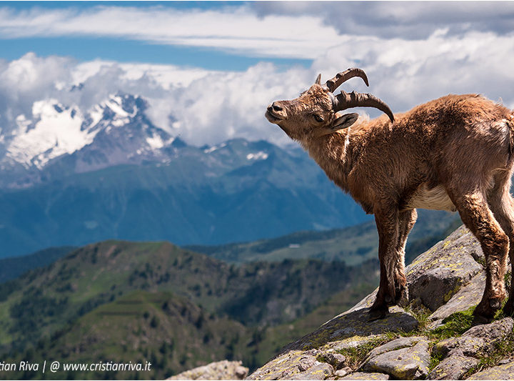 Rifugio Benigni, regno degli stambecchi