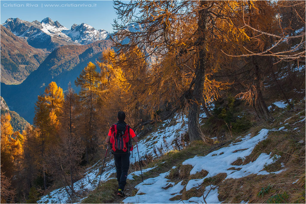 Tra i larici di Monte Colle