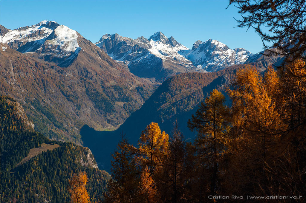 Tra i larici di Monte Colle