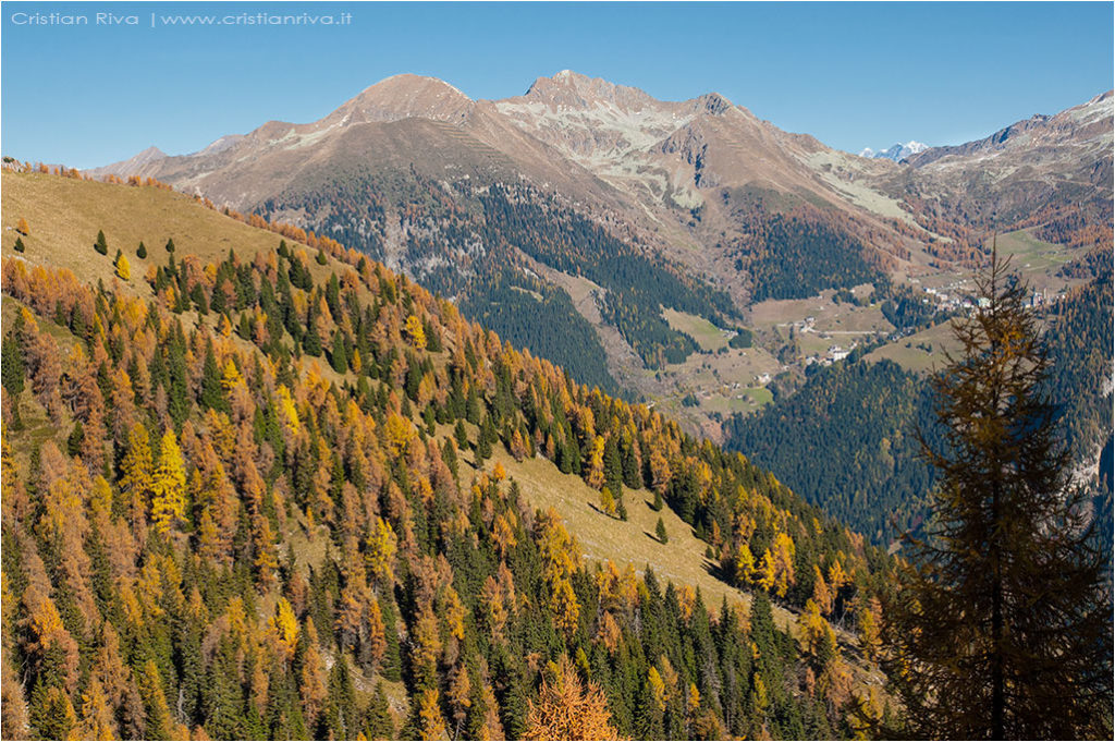 Tra i larici di Monte Colle
