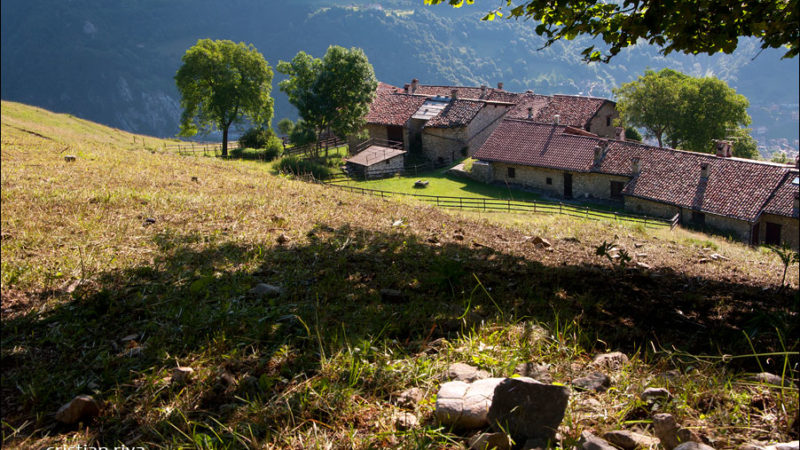 Contrada Cacciamali