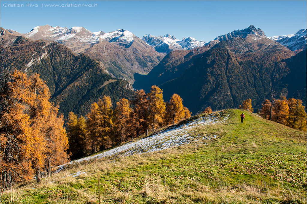 Tra i larici di Monte Colle