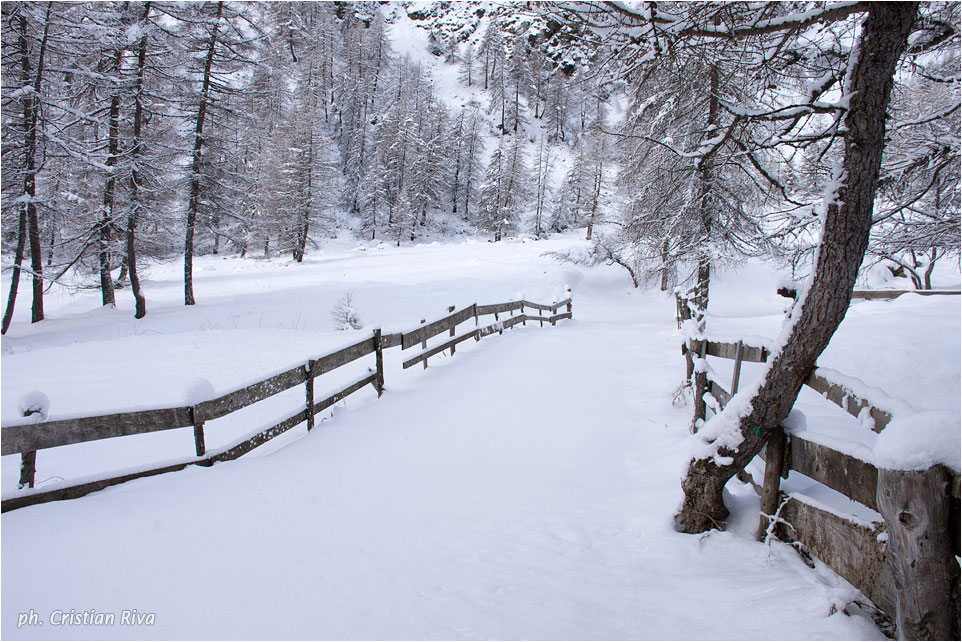 Ciaspolata in Val Canè: neve immacolata