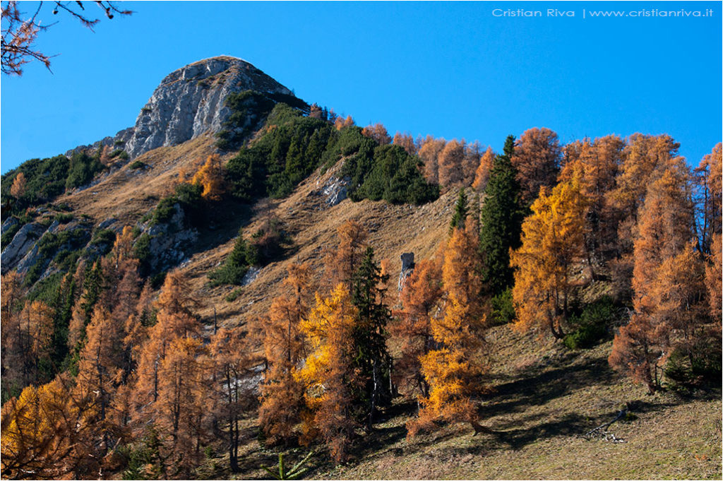 Tra i larici di Monte Colle