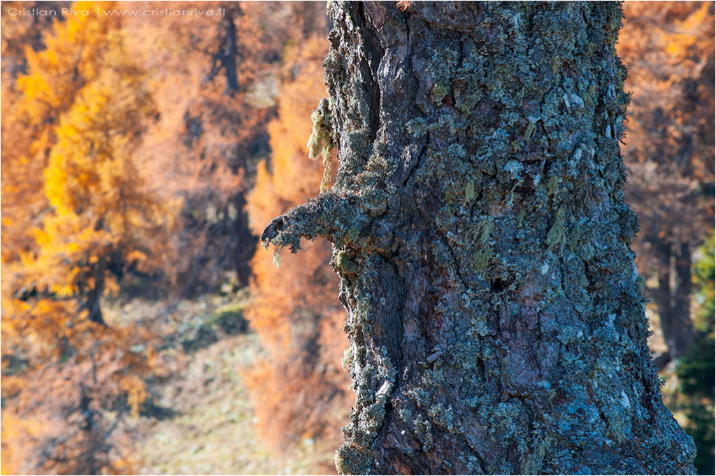 Tra i larici di Monte Colle