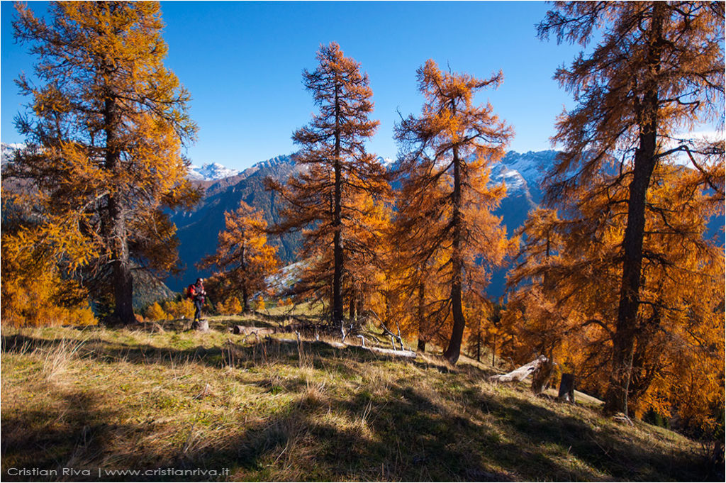 Tra i larici di Monte Colle