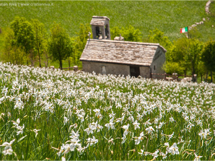 Narcisi sul monte Linzone