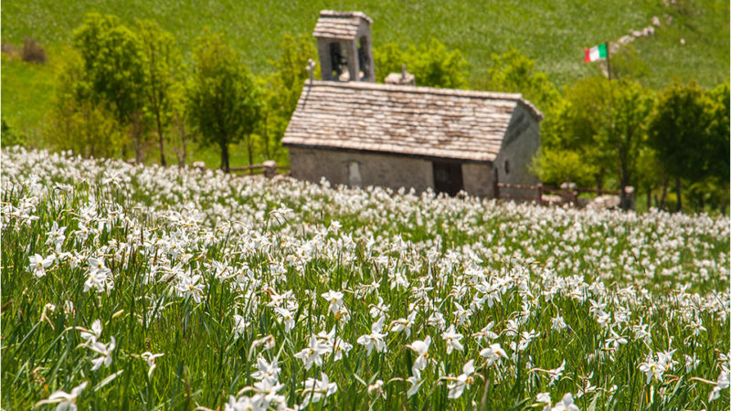 Narcisi sul monte Linzone