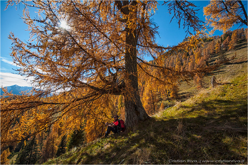 Tra i larici di Monte Colle