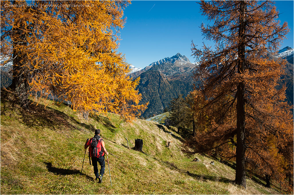 Tra i larici di Monte Colle