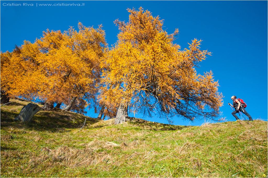 Tra i larici di Monte Colle