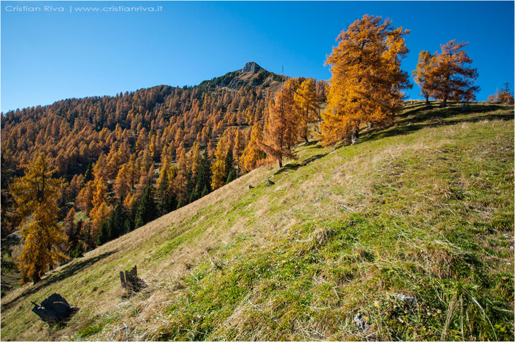 Tra i larici di Monte Colle