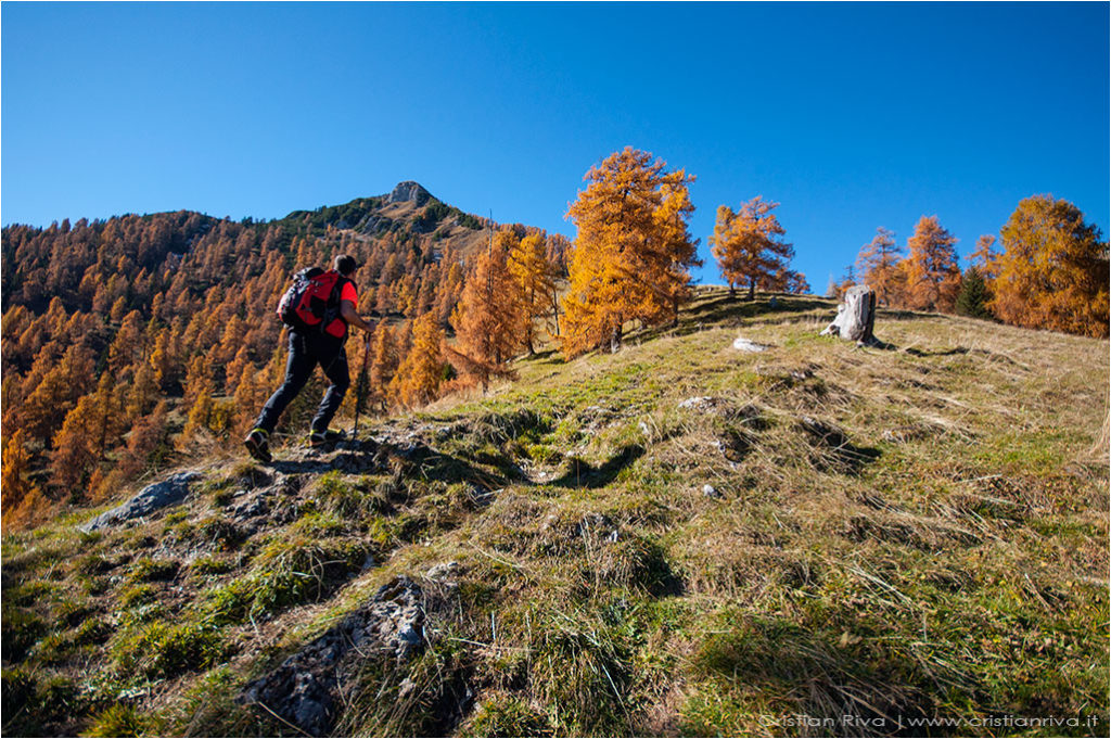 Tra i larici di Monte Colle