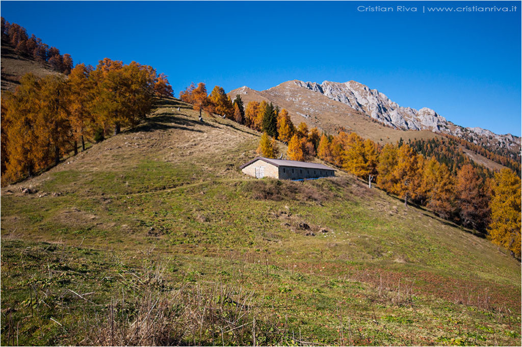 Tra i larici di Monte Colle