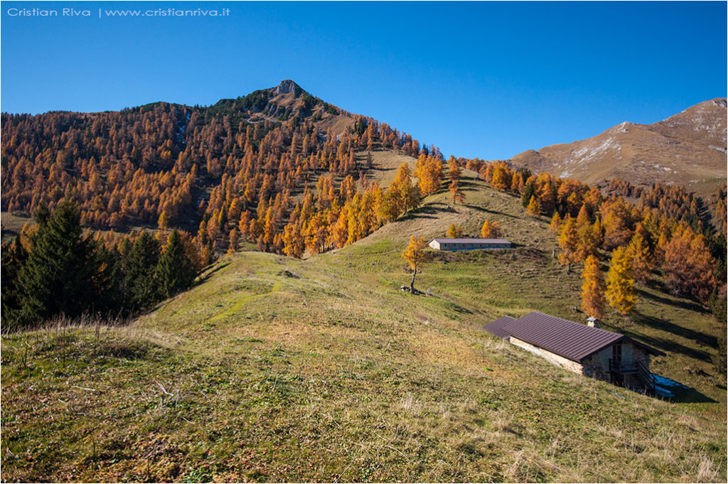 Tra i larici di Monte Colle