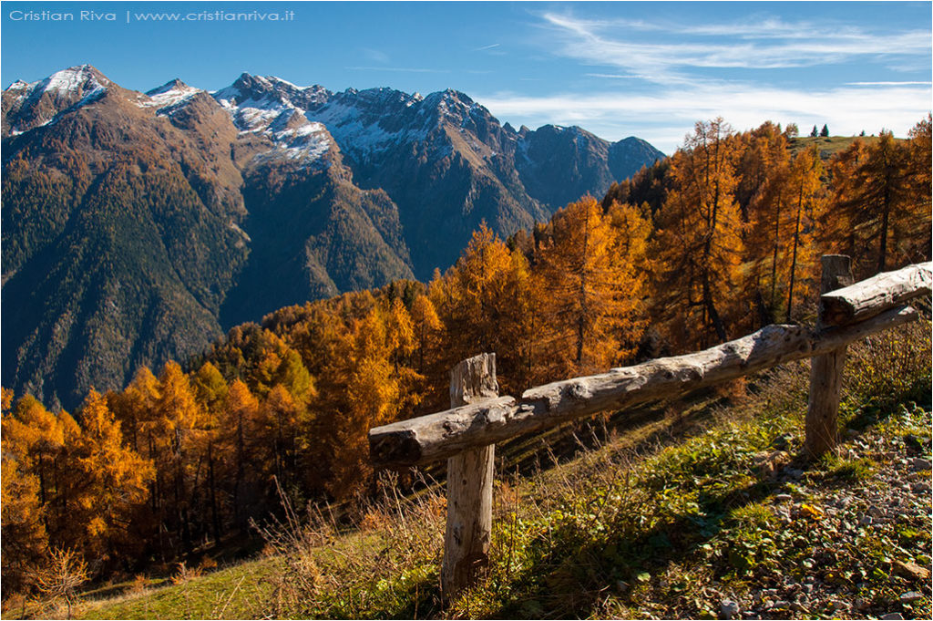 Tra i larici di Monte Colle