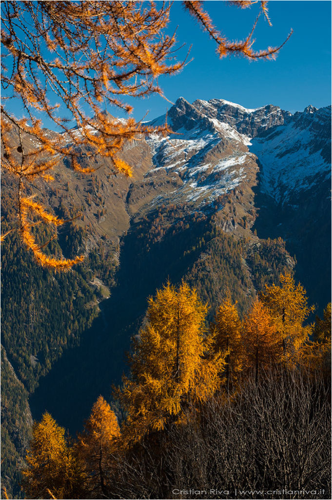 Tra i larici di Monte Colle