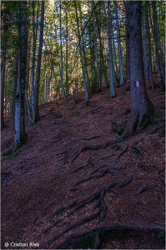 Monte Pradella: nella bella faggeta