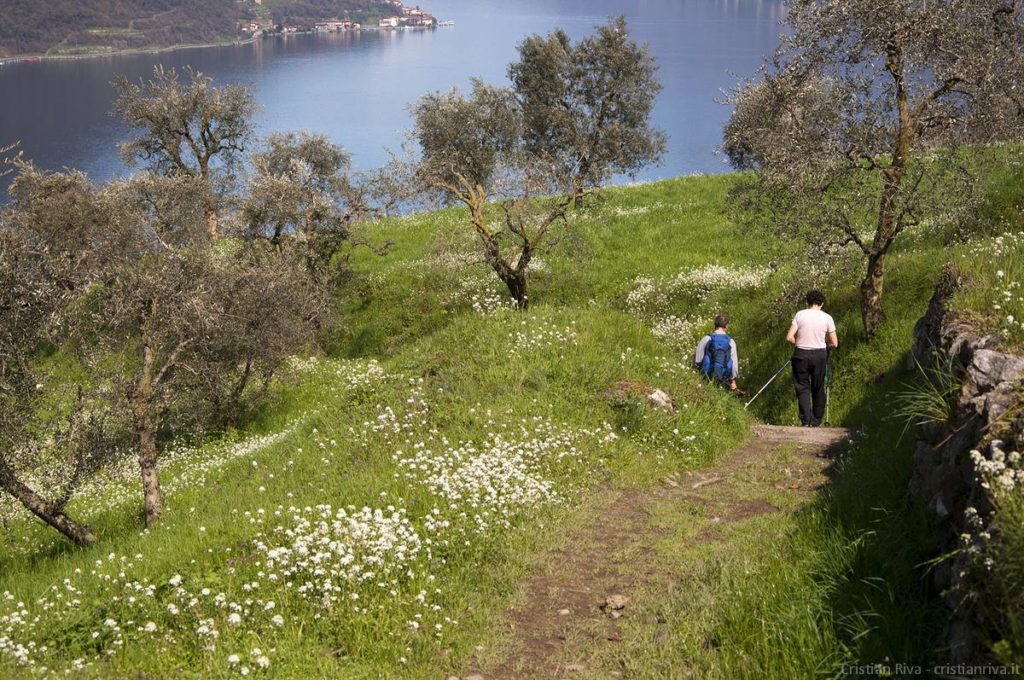 Antica strada Valeriana: uliveti