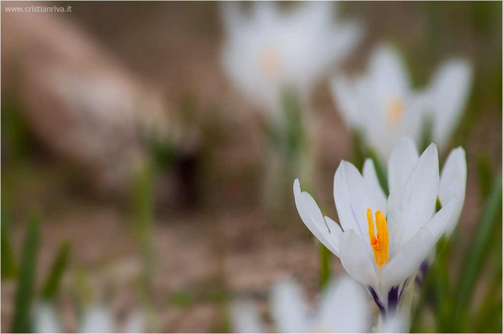 Monte Campagano: crocus