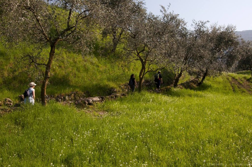 Antica strada Valeriana: percorso tra gli ulivi