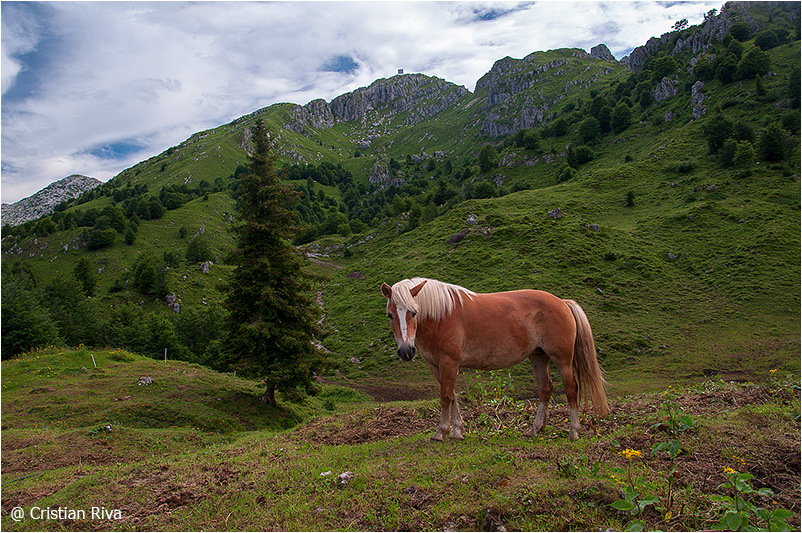 Monte Alben: cavallo al pascolo