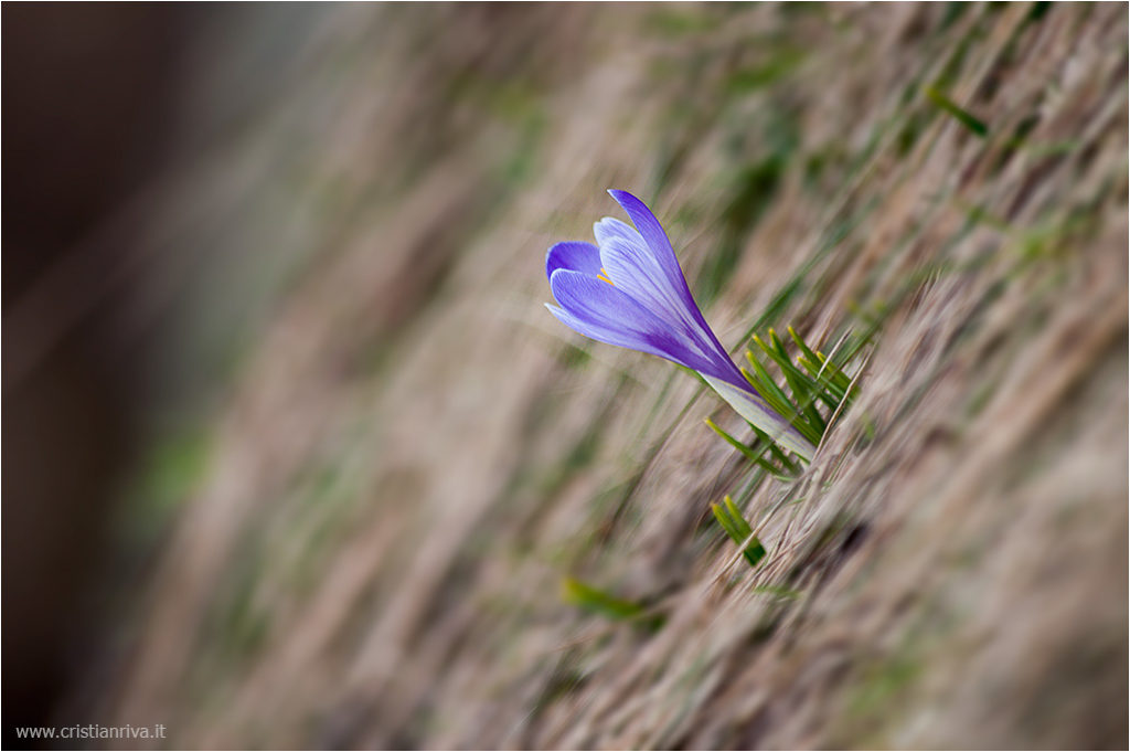 Monte Madonnino: crocus