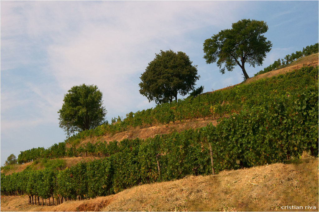 Monte Orfano: vigneti