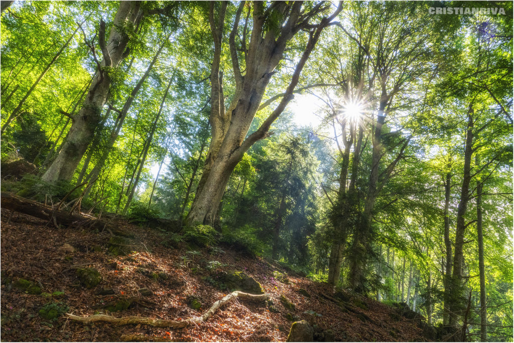 Monte Ario: la faggeta
