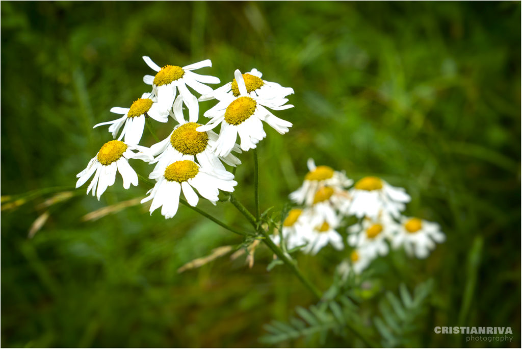 MonteArio: fioriture