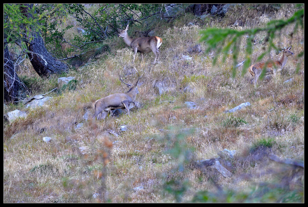 Escursione in val Grande e alla capanna Saverio Occhi