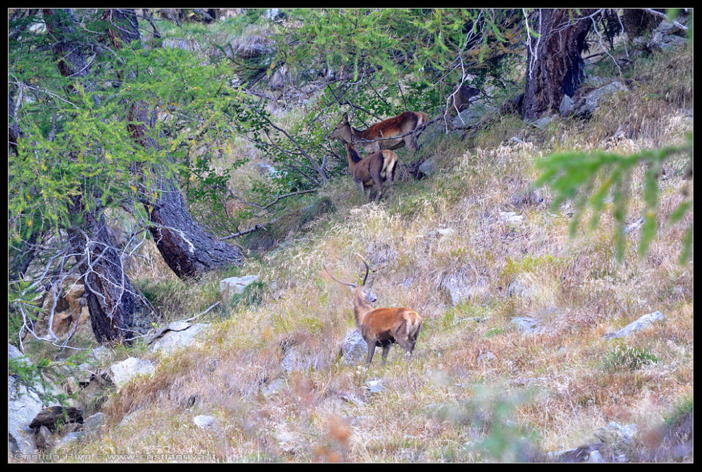 Escursione in val Grande e alla capanna Saverio Occhi