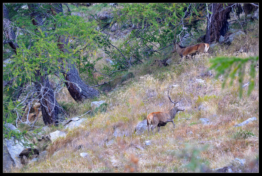Escursione in val Grande e alla capanna Saverio Occhi