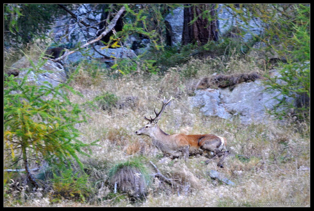 Escursione in val Grande e alla capanna Saverio Occhi