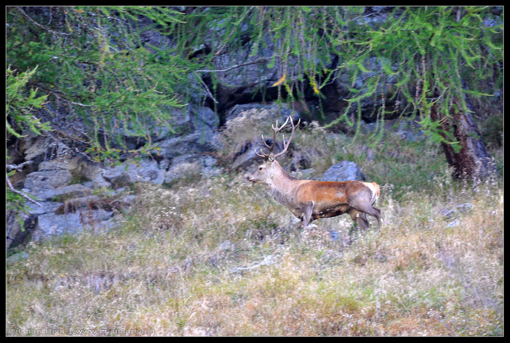 Escursione in val Grande e alla capanna Saverio Occhi