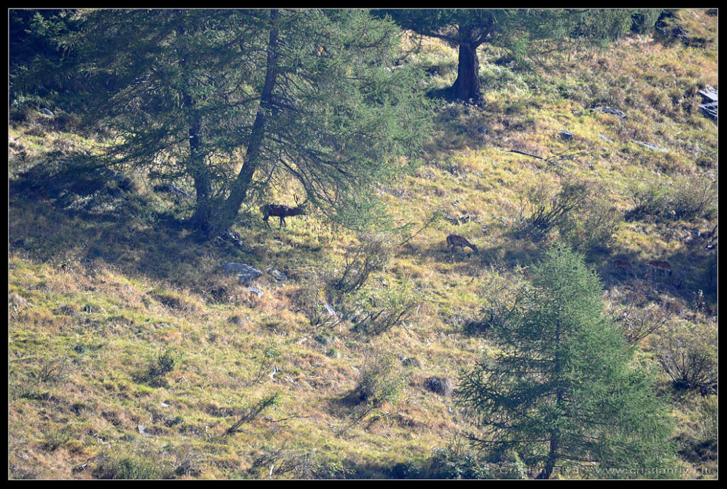 Escursione in val Grande e alla capanna Saverio Occhi