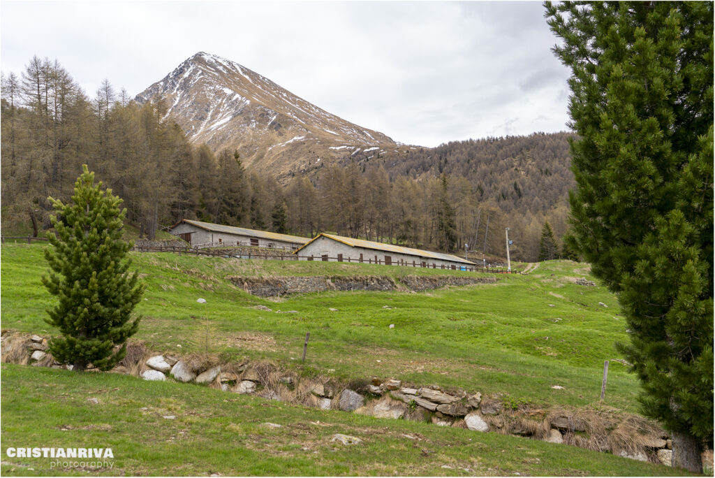 Al Passo Mortirolo da Monno