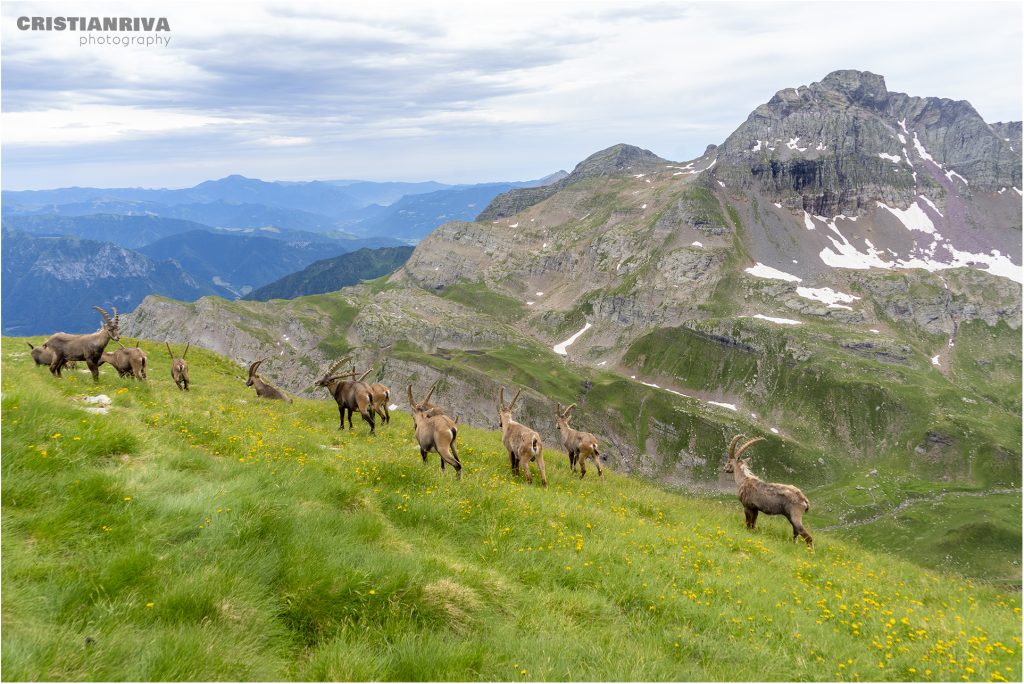 Monte Cabianca da Valgoglio